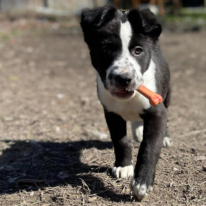 Original Bone Power Chew Toy for Dogs, Durable Dog Toys for Aggressive Chewers, Basted Blast Bacon & Chicken Flavor, Medium - up to 35 Lbs, 2 Pack